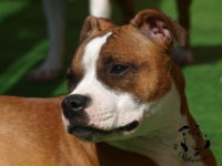 Staffordshire Bull Terrier