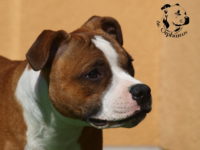 Staffordshire Bull Terrier