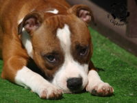 Staffordshire Bull Terrier