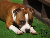 Staffordshire Bull Terrier