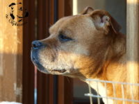 Staffordshire Bull Terrier