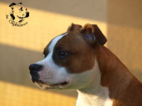 Staffordshire Bull Terrier