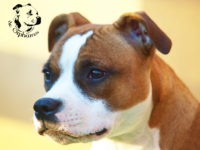 Staffordshire Bull Terrier