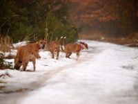 Stafforshire Bull Terrier de Orphanus