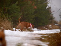 Stafforshire Bull Terrier de Orphanus