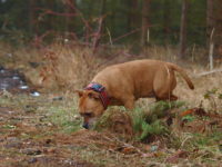 Stafforshire Bull Terrier de Orphanus