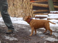 Stafforshire Bull Terrier de Orphanus