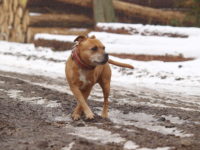 Stafforshire Bull Terrier de Orphanus