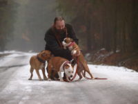 Stafforshire Bull Terrier de Orphanus