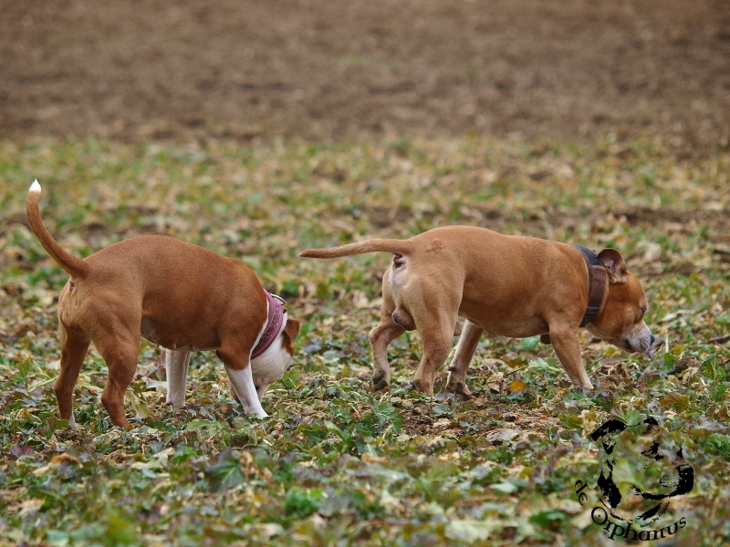 Stafforshire Bull Terrier de Orphanus
