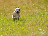 Staffordshire Bull Terrier