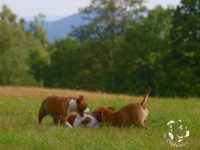 Staffordshire Bull Terrier