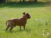 Staffordshire Bull Terrier