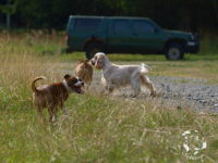 Staffordshire Bull Terrier