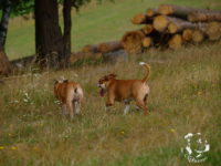 Staffordshire Bull Terrier