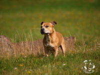 Staffordshire Bull Terrier