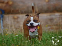 Staffordshire Bull Terrier