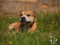 Staffordshire Bull Terrier