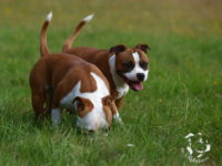 Staffordshire Bull Terrier