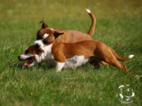 Staffordshire Bull Terrier