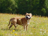 Staffordshire Bull Terrier