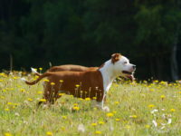 Staffordshire Bull Terrier