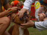 Staffordshire Bull Terrier