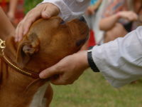 Staffordshire Bull Terrier