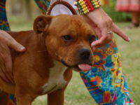 Staffordshire Bull Terrier