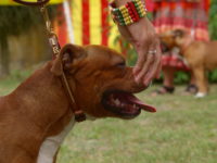 Staffordshire Bull Terrier