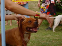 Staffordshire Bull Terrier