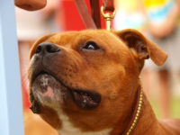 Staffordshire Bull Terrier