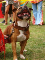 Staffordshire Bull Terrier