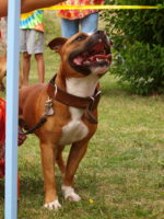 Staffordshire Bull Terrier