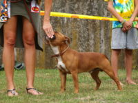 Staffordshire Bull Terrier