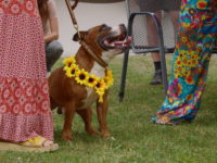 Staffordshire Bull Terrier