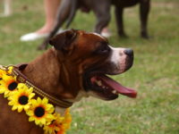 Staffordshire Bull Terrier