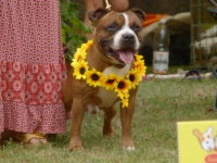 Staffordshire Bull Terrier