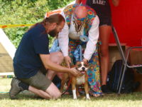 Staffordshire Bull Terrier