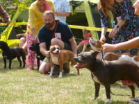 Staffordshire Bull Terrier