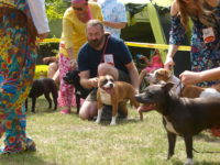 Staffordshire Bull Terrier