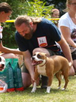 Staffordshire Bull Terrier