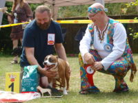 Staffordshire Bull Terrier