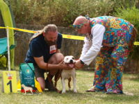 Staffordshire Bull Terrier