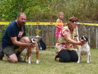 Staffordshire Bull Terrier