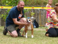 Staffordshire Bull Terrier