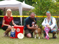 Staffordshire Bull Terrier