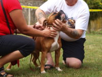 Staffordshire Bull Terrier