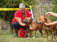 Staffordshire Bull Terrier