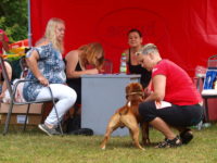 Staffordshire Bull Terrier